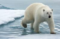 Polar bear in North Pole